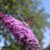 IMG_8003
